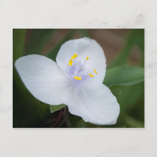 Tradescantia Andersoniana  'Osprey' Flower Postcard