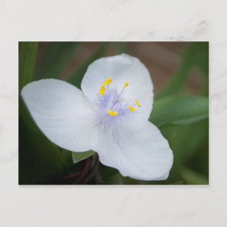 Tradescantia Andersoniana 'Osprey' Flower Postcard