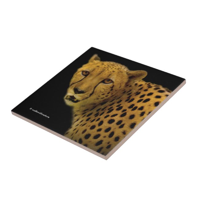 Trading Glances with a Magnificent Cheetah Ceramic Tile (Side)