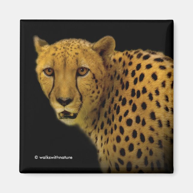 Trading Glances with a Magnificent Cheetah Magnet (Front)