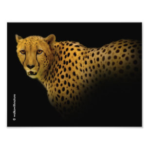 Trading Glances with a Magnificent Cheetah Photo Print