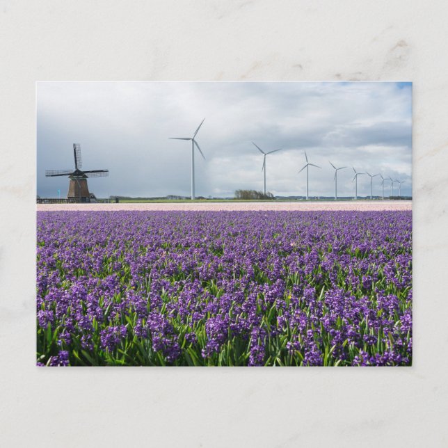 Traditional and modern windmill, Holland postcard (Front)
