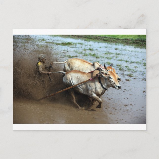 Traditional bull racing in rice paddies Sumatra Postcard (Front)