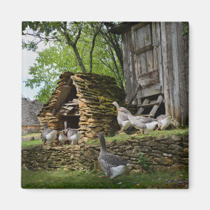 Traditional foie gras goose farm magnet