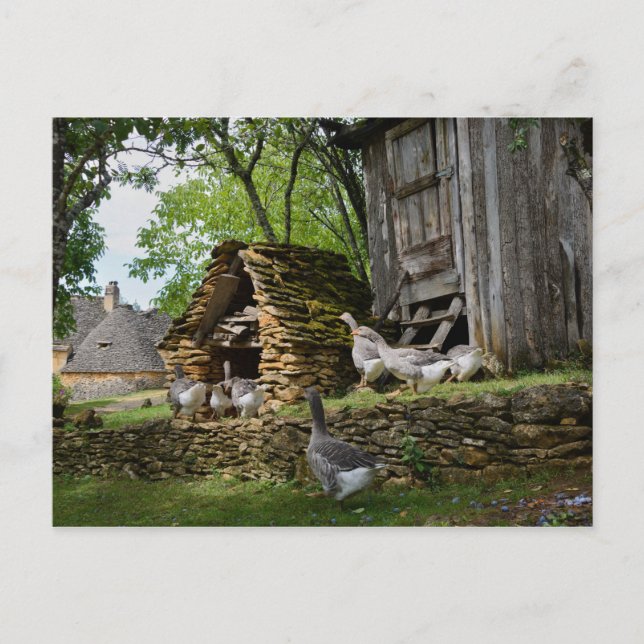 Traditional foie gras goose farm postcard (Front)