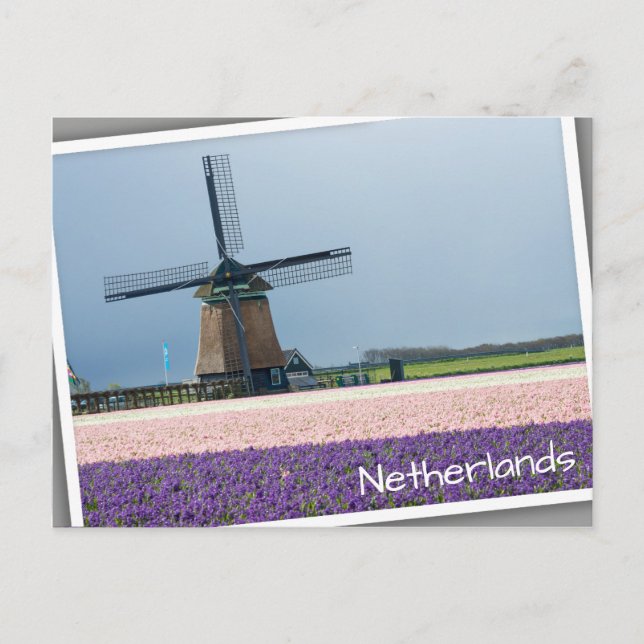 Traditional windmill with pink and purple flowers postcard (Front)