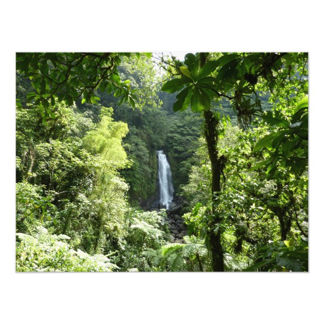 Trafalgar Falls Tropical Rainforest Photography Photo Print (Front)