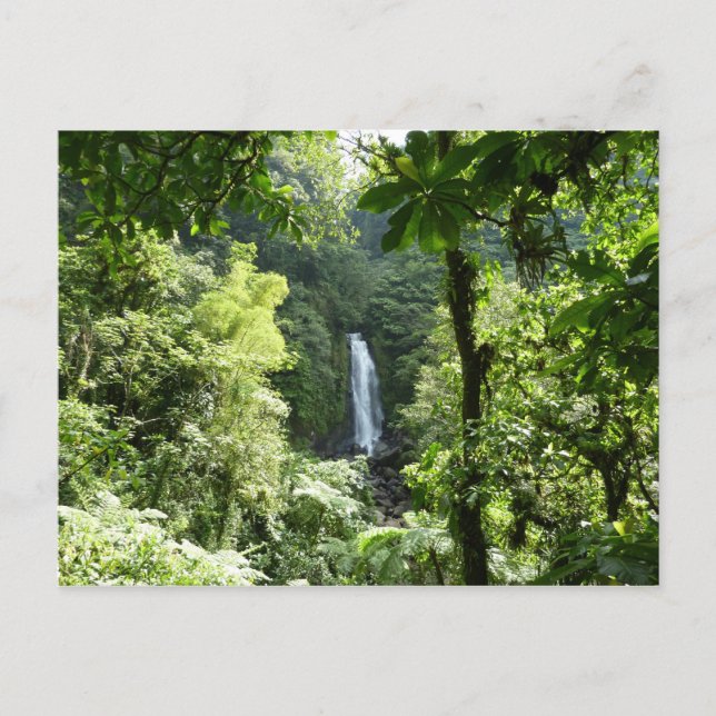 Trafalgar Falls Tropical Rainforest Photography Postcard (Front)