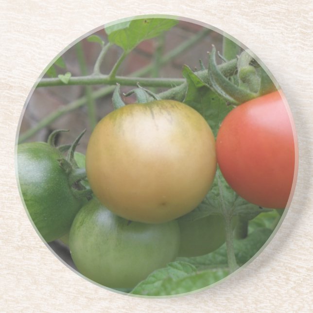 Traffic Light Tomatoes Coasters (Front)