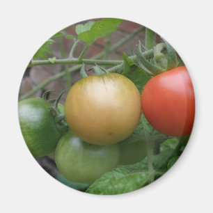 Traffic Light Tomatoes Magnet