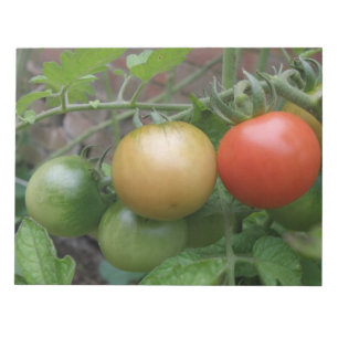 Traffic Light Tomatoes Notepad