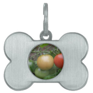 Traffic Light Tomatoes Pet Tag