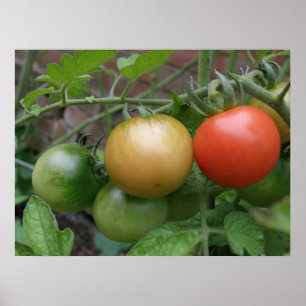 Traffic Light Tomatoes Poster