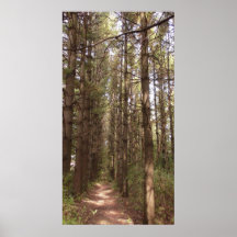 Trail in a Pine Tree Forest Photo