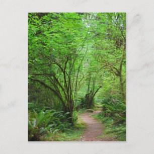 Trail in Redwood Forest Postcard
