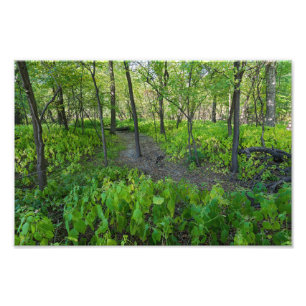 trail through fort snelling state park forest photo print