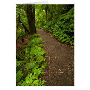 Trail Through the Forest