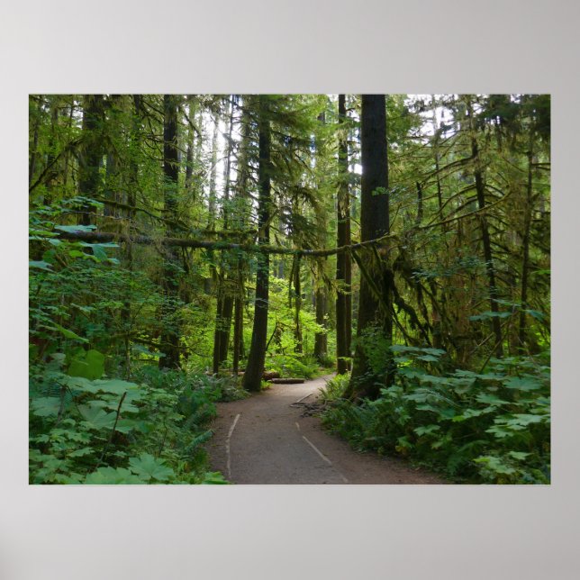 Trail to Marymere Falls I Poster (Front)