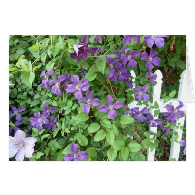 Trailing Vine (Front Horizontal)