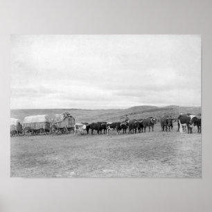 Train of Oxen and Wagons Headed for Black Hills Poster