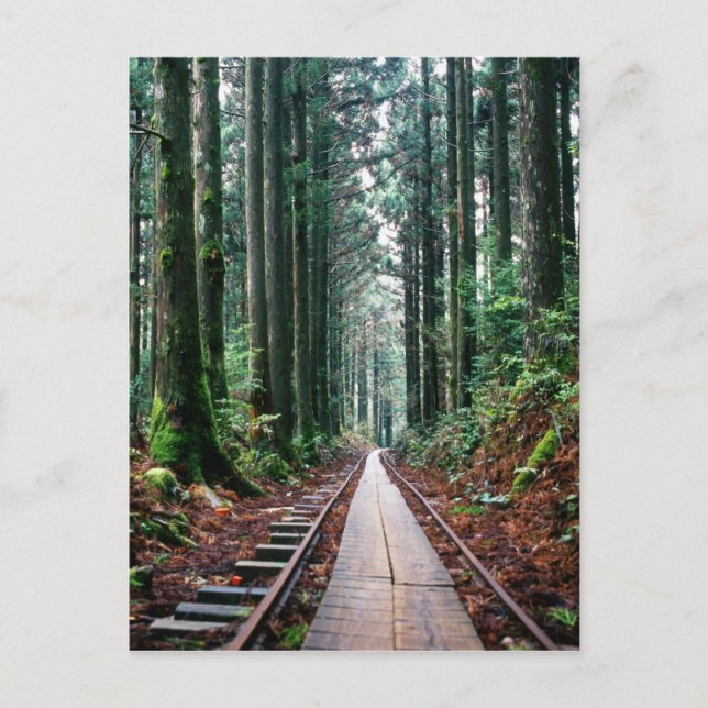 Train Tracks in the Forest Postcard (Front)
