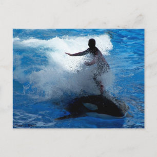 Trainer riding on killer whale orca photograph postcard