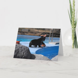Trainer with sea lion in Spain Holiday Card
