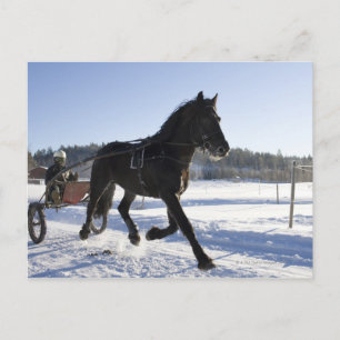 Training of horses in a wintry landscape, postcard