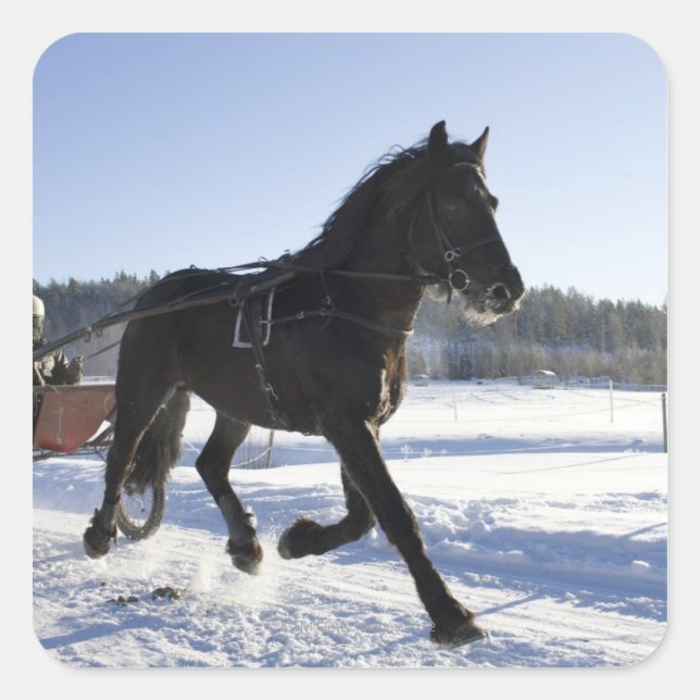 Training of horses in a wintry landscape, square sticker (Front)