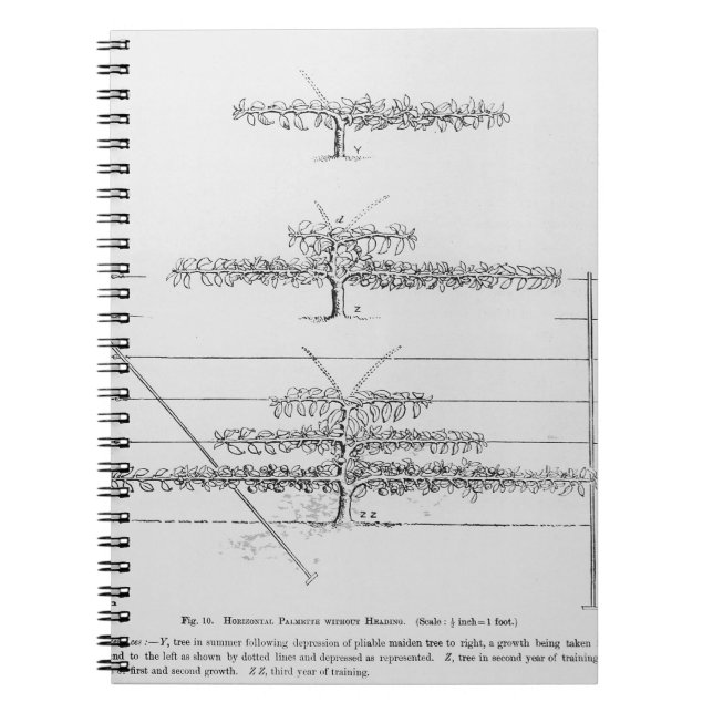 Training young fruit trees, from 'The Fruit Grower Notebook (Front)