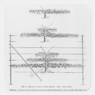 Training young fruit trees, from 'The Fruit Grower Square Sticker