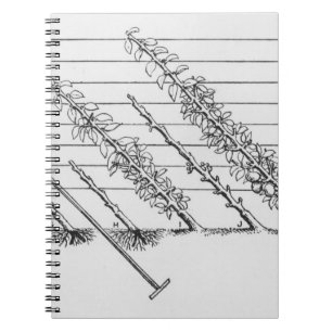 Training young trees, from 'The Fruit Grower's Gui Notebook