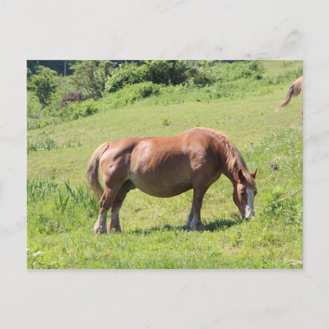 Trait Breton horse Postcard (Front)
