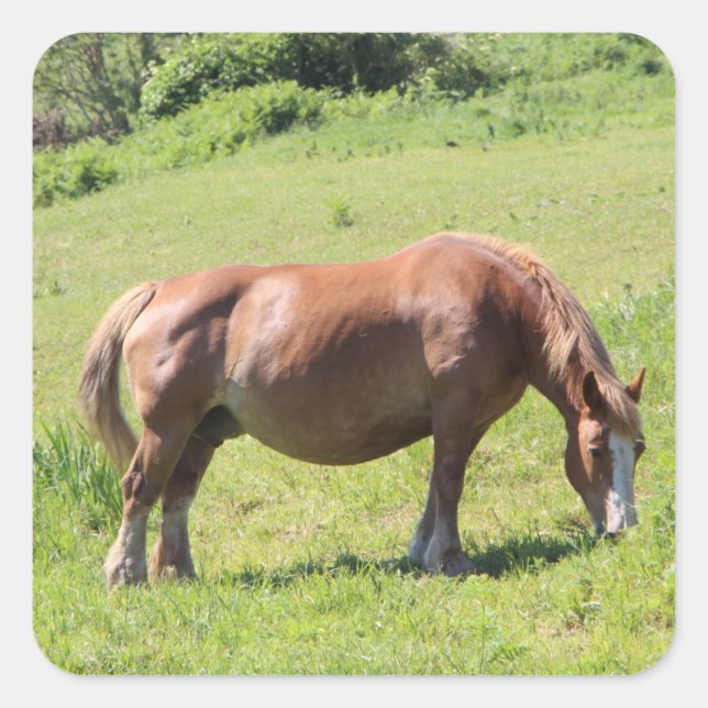 Trait Breton horse Square Sticker (Front)