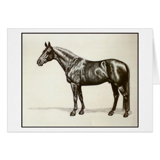 Trakehner Stallion (Front Horizontal)