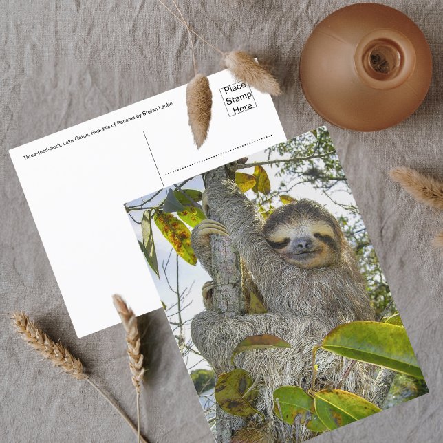 Tranquil Arboreal Grace Postcard (Creator Uploaded)