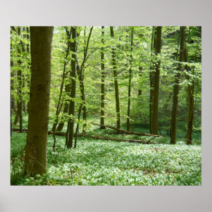 tranquil forest poster