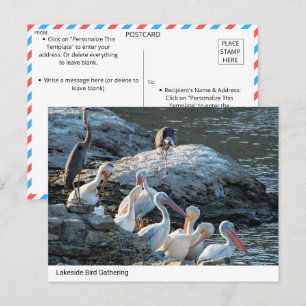 Tranquil Lakeside Bird Gathering - Nature Postcard
