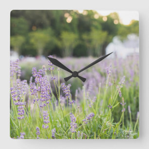Tranquil Lavender Field Square Wall Clock