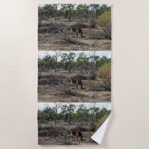Tranquil Moment: Australian Kangaroo at Billabong Beach Towel