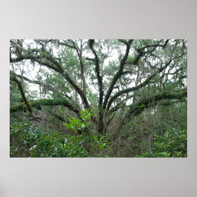 Tranquil Tree Poster & Print (Front)