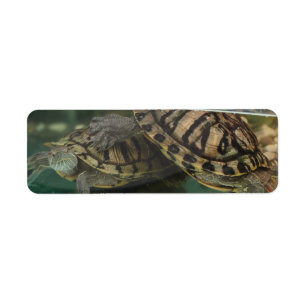 Tranquil Turtle Reflection Label Return Address Label