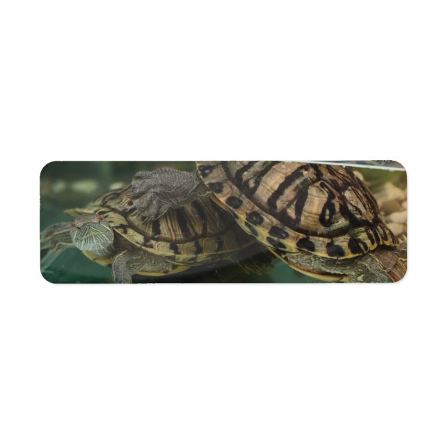 Tranquil Turtle Reflection Label Return Address Label (Front)