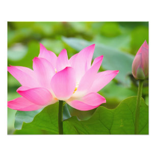 Tranquillity: A Pink Lotus Flower in Bloom Photo Print
