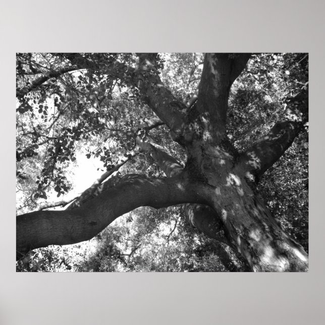 Tranquillity Poster (Front)