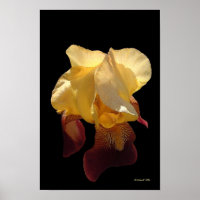 Translucent Iris