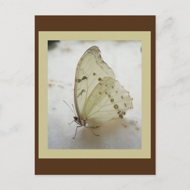 Transparent Butterfly Postcard (Front)