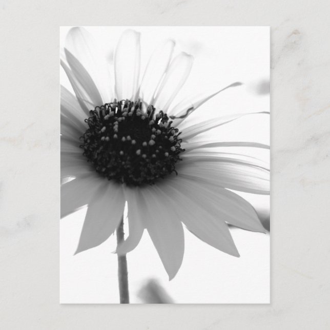 Transparent BW Flower Postcard (Front)
