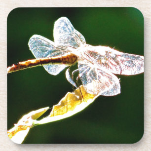 Transparent dragonfly coaster