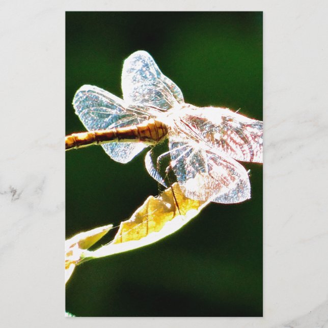 Transparent dragonfly stationery (Front)